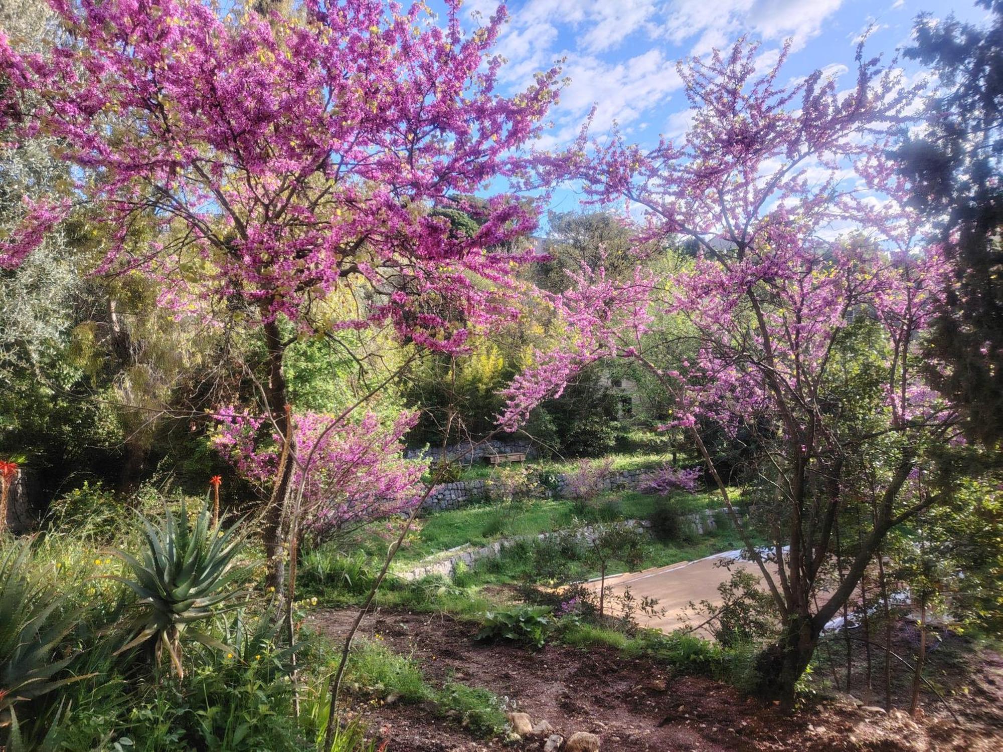 Domaine Des Petites Soeurs A 800M Du Centre Historique Avec 5200M2 De Parc Arbore Vence Exterior foto